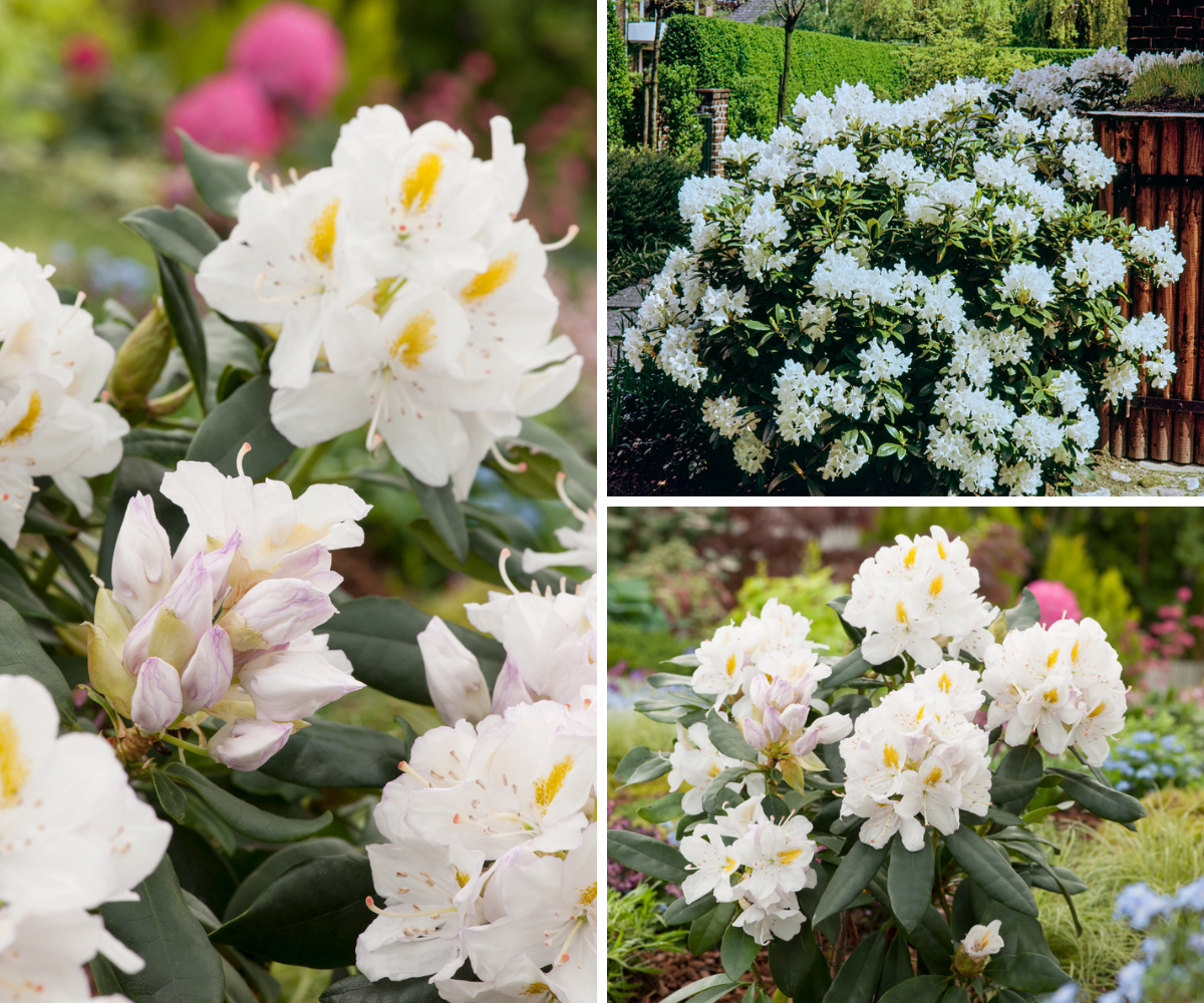 Lot de 6 rhododendrons Cunningham's White - Fleurs blanches 20-38 cm