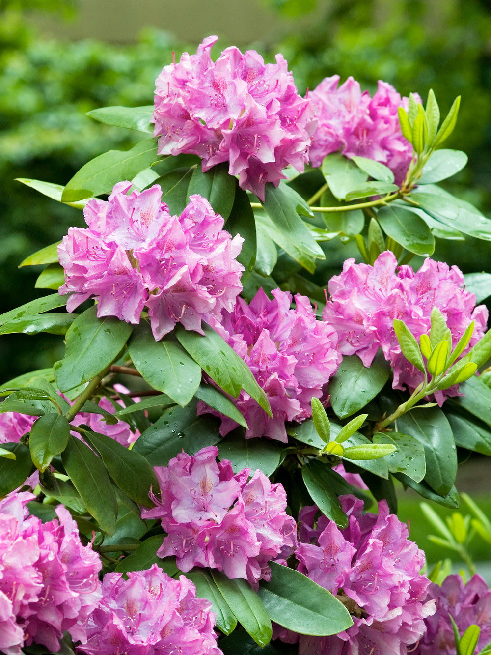 Lot de 6 rhododendrons (Roseum Elegans) - Fleurs roses 20-38 cm