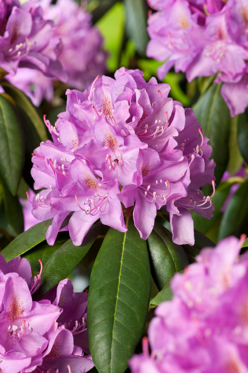 Lot de 6 rhododendrons (Roseum Elegans) - Fleurs roses 20-38 cm