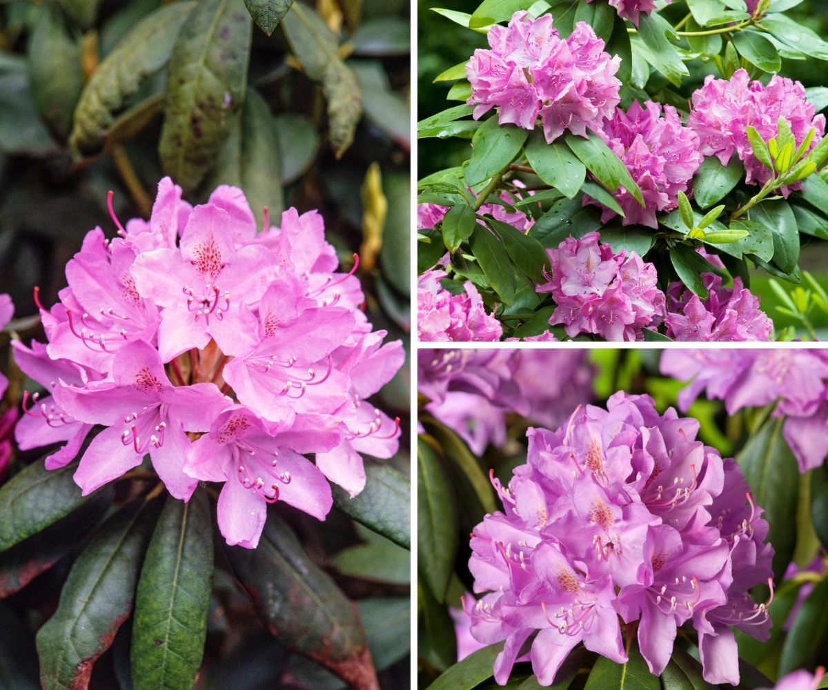 Lot de 6 rhododendrons (Roseum Elegans) - Fleurs roses 20-38 cm