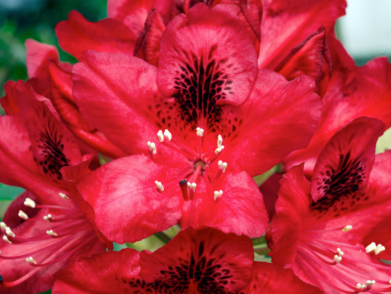 Lot 6 de rhododendrons (Nova Zembla) - Fleurs rouges 20-38 cm