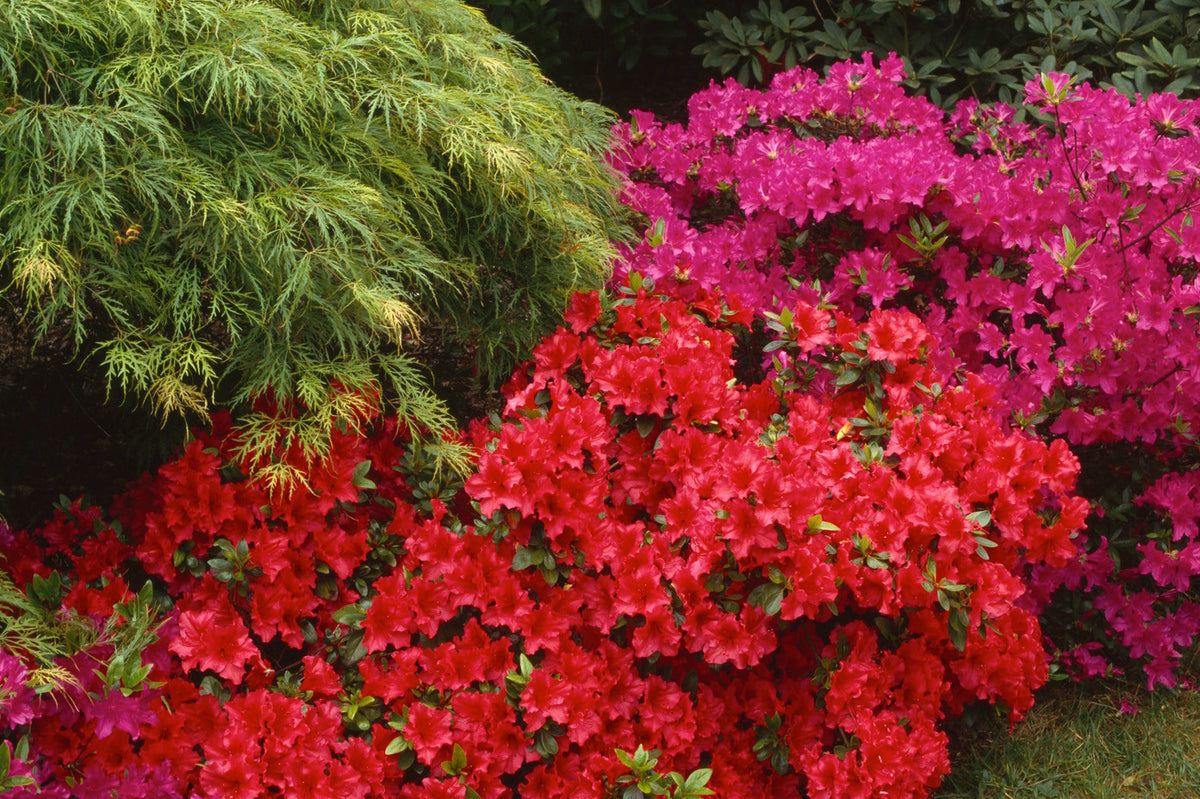 Lot 6 de rhododendrons (Nova Zembla) - Fleurs rouges 20-38 cm