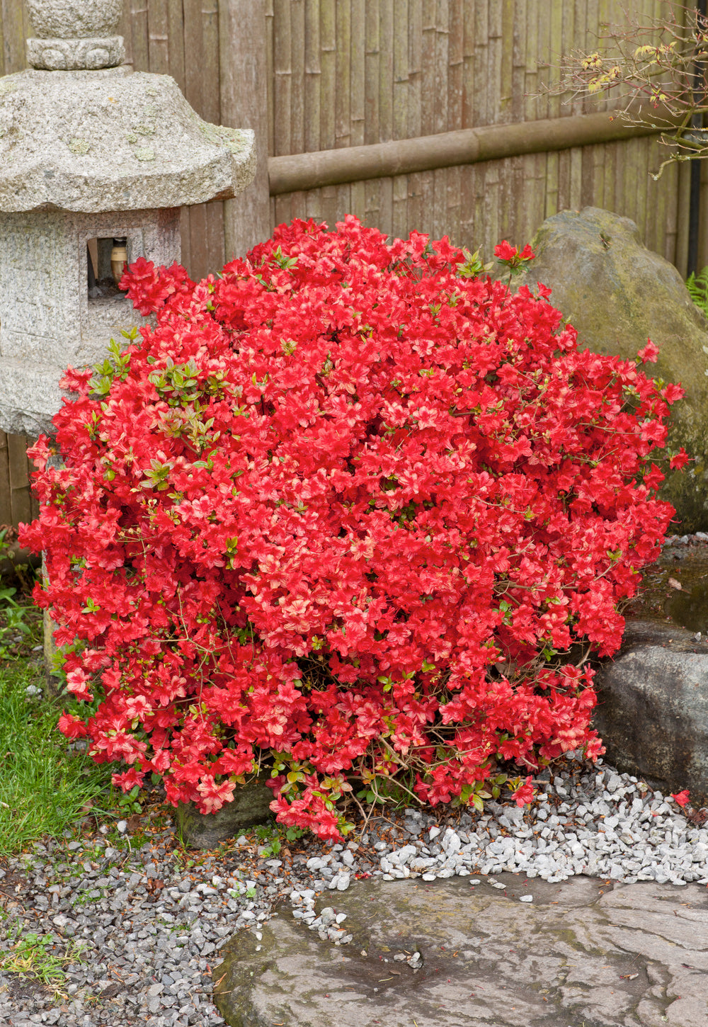 Lot 6 de rhododendrons (Nova Zembla) - Fleurs rouges 20-38 cm