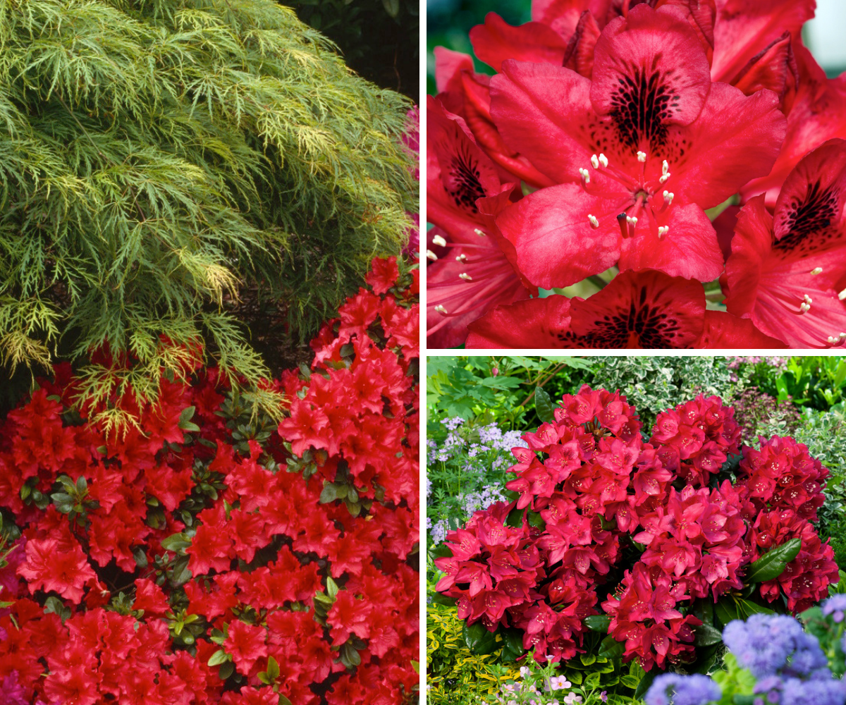 Lot 6 de rhododendrons (Nova Zembla) - Fleurs rouges 20-38 cm