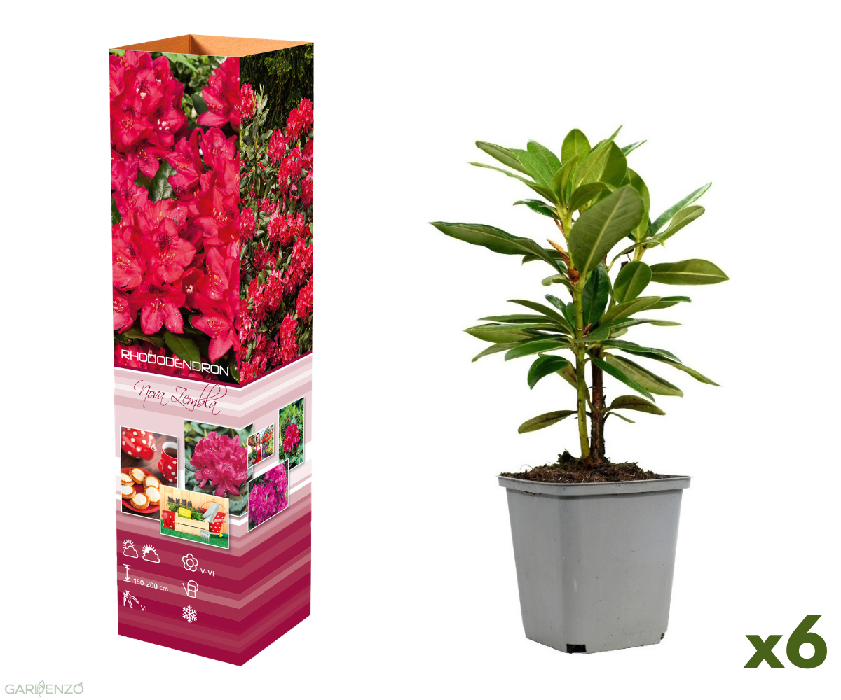 Lot 6 de rhododendrons (Nova Zembla) - Fleurs rouges 20-38 cm