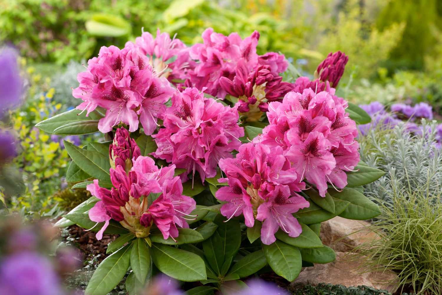 Lot de 6 rhododendrons Cosmopolitan - Fleurs violettes 20-38 cm