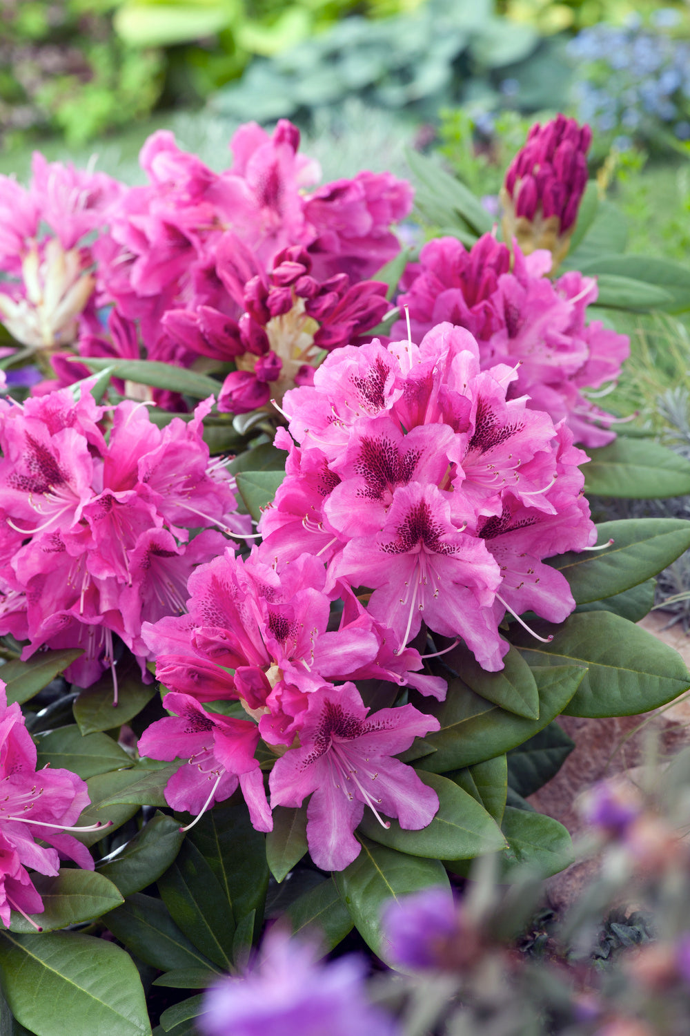 Lot de 6 rhododendrons Cosmopolitan - Fleurs violettes 20-38 cm