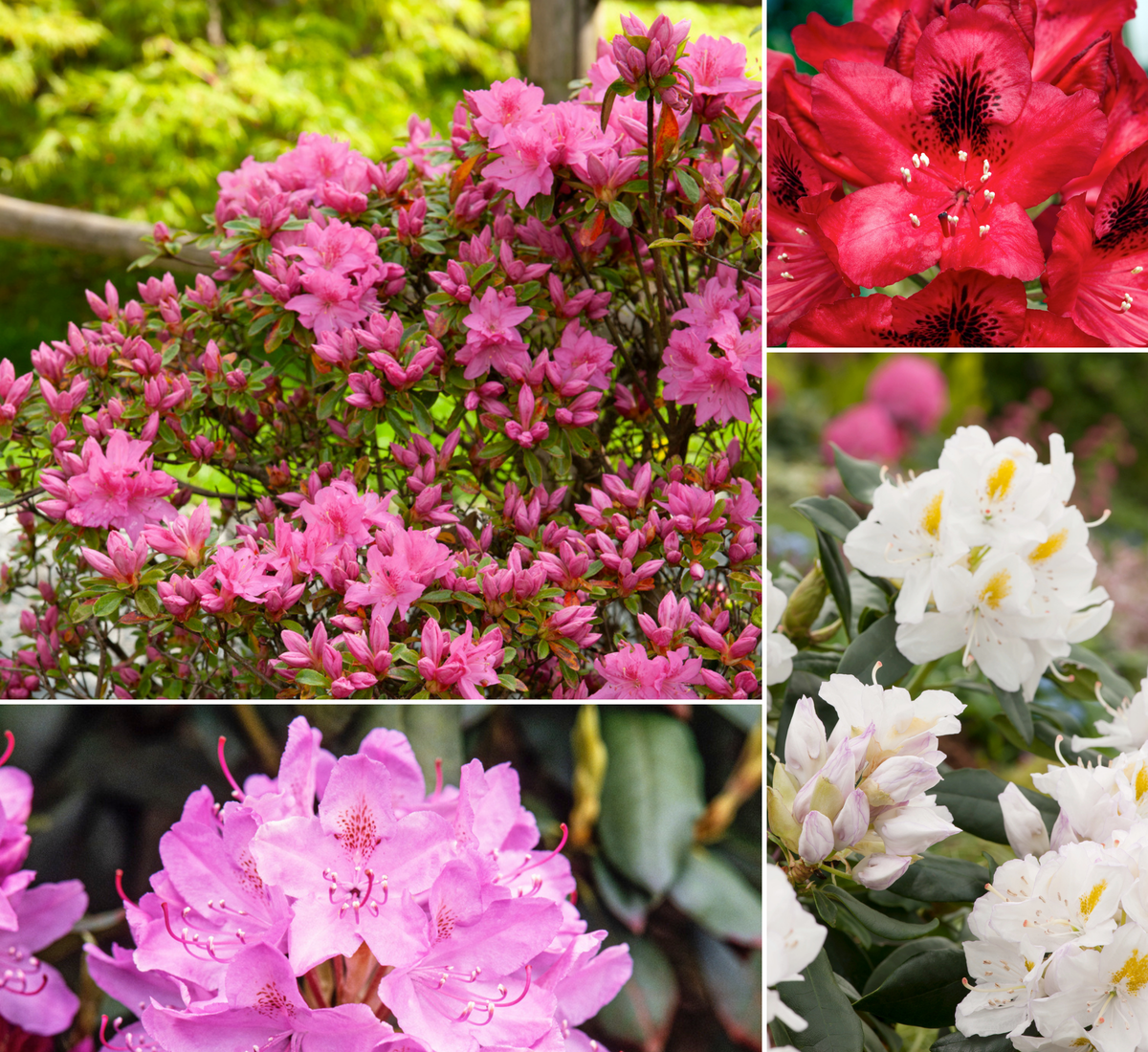 Lot de 4 rhododendrons - 1 blanc, 1 rose, 1 rouge, 1 violet 20-38 cm