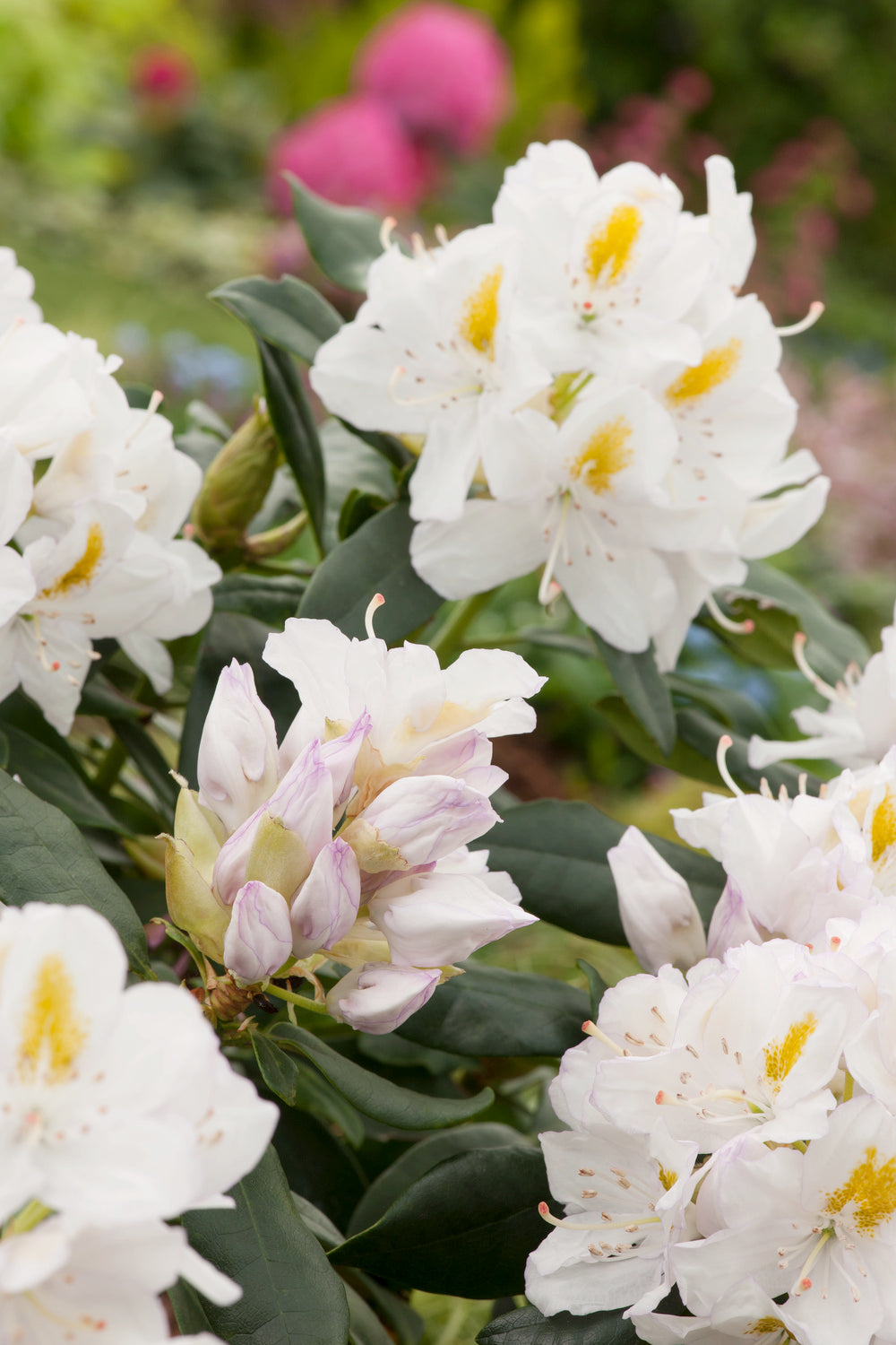 Lot de 4 rhododendrons - 1 blanc, 1 rose, 1 rouge, 1 violet 20-38 cm