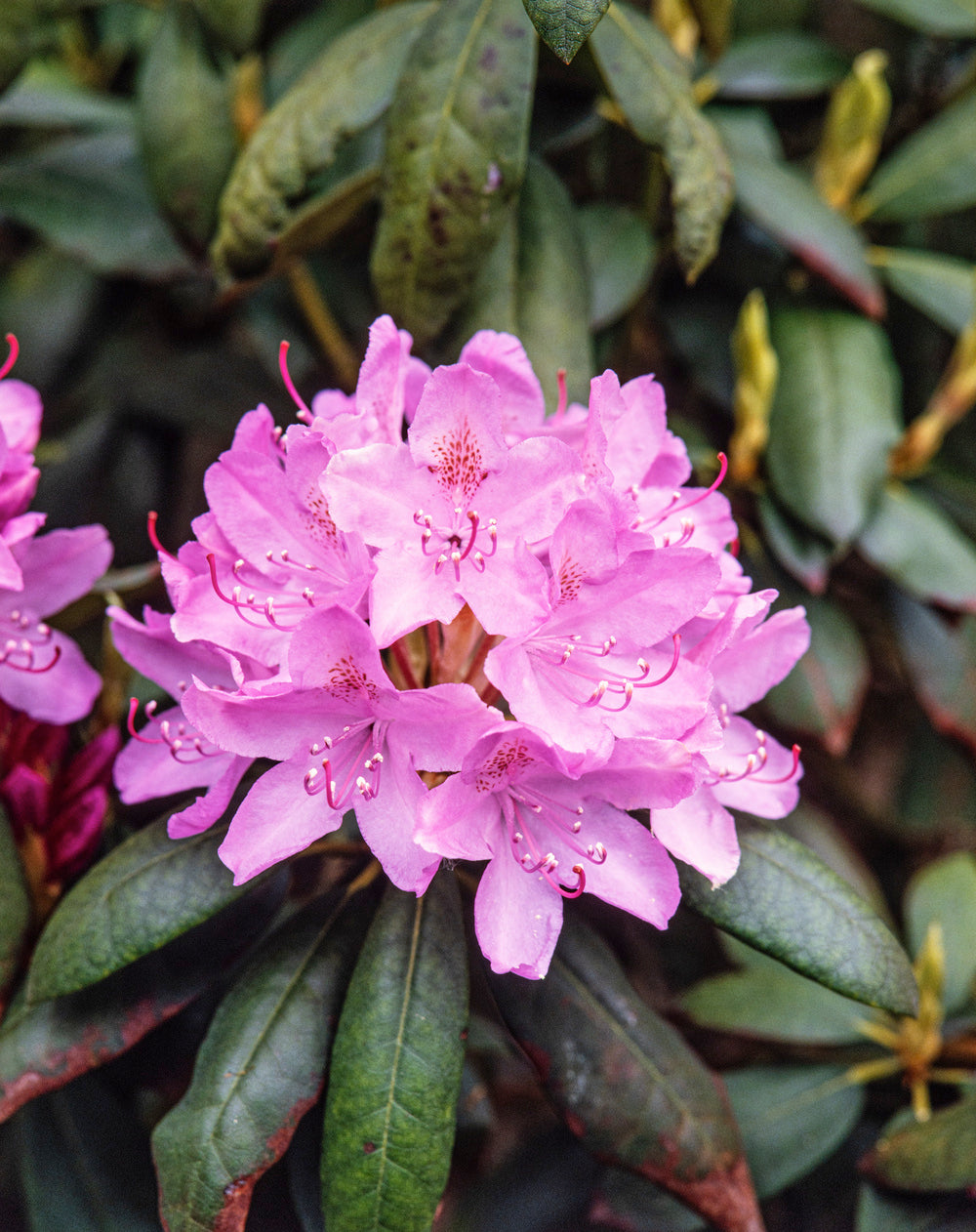Lot de 4 rhododendrons - 1 blanc, 1 rose, 1 rouge, 1 violet 20-38 cm