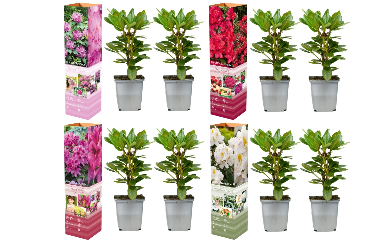 Lot de 8 rhododendrons - 2 blancs, 2 roses, 2 rouges, 2 violets 20-38 cm