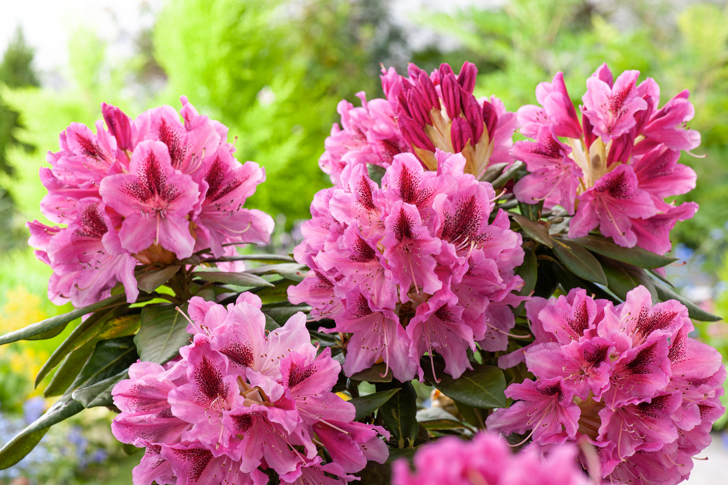 Lot de 8 rhododendrons - 2 blancs, 2 roses, 2 rouges, 2 violets 20-38 cm