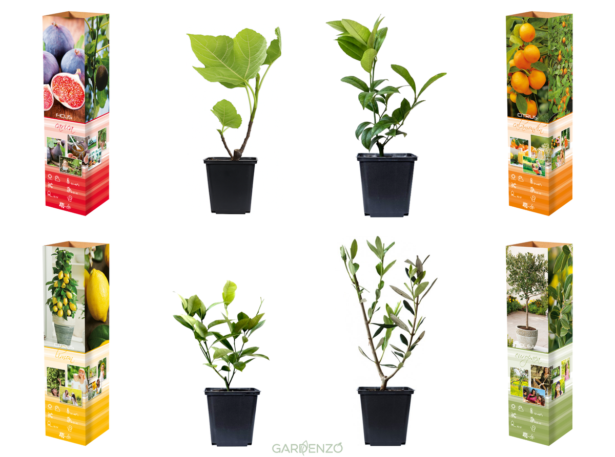 Lot de 4 plantes méditerranéennes : 1 olivier, 1 figuier, 1 citronnier, 1 oranger - 25-38 cm