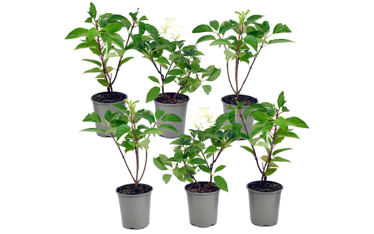 Lot de 6 hortensias blancs - Hydrangea arb. 'Annabelle'