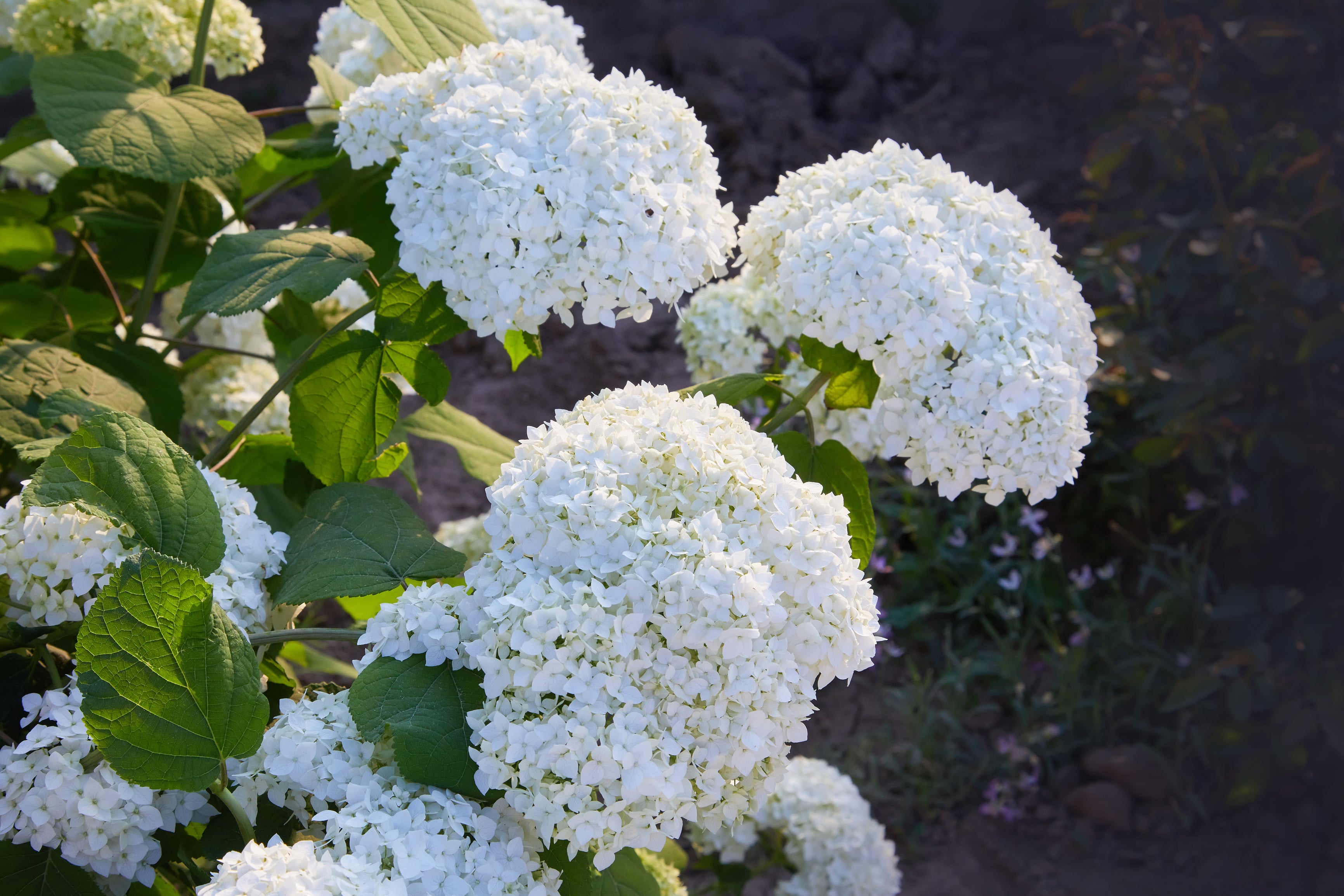 Lot de 3 hortensias blancs - Hydrangea arb. 'Annabelle'