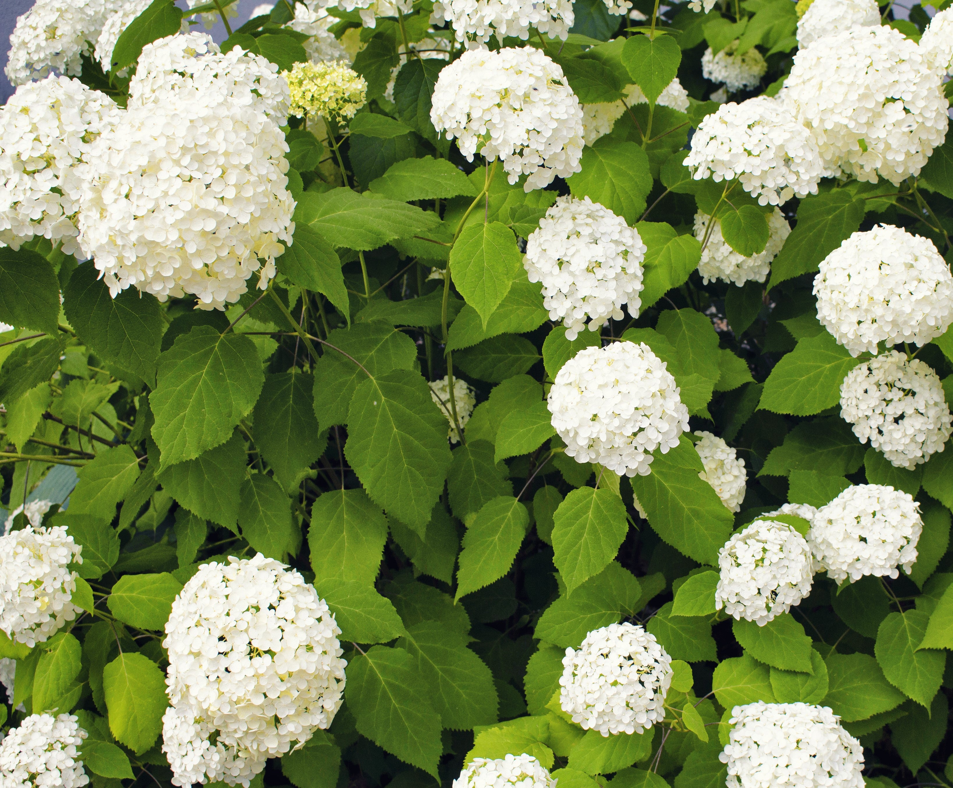 Lot de 6 hortensias blancs - Hydrangea arb. 'Annabelle'