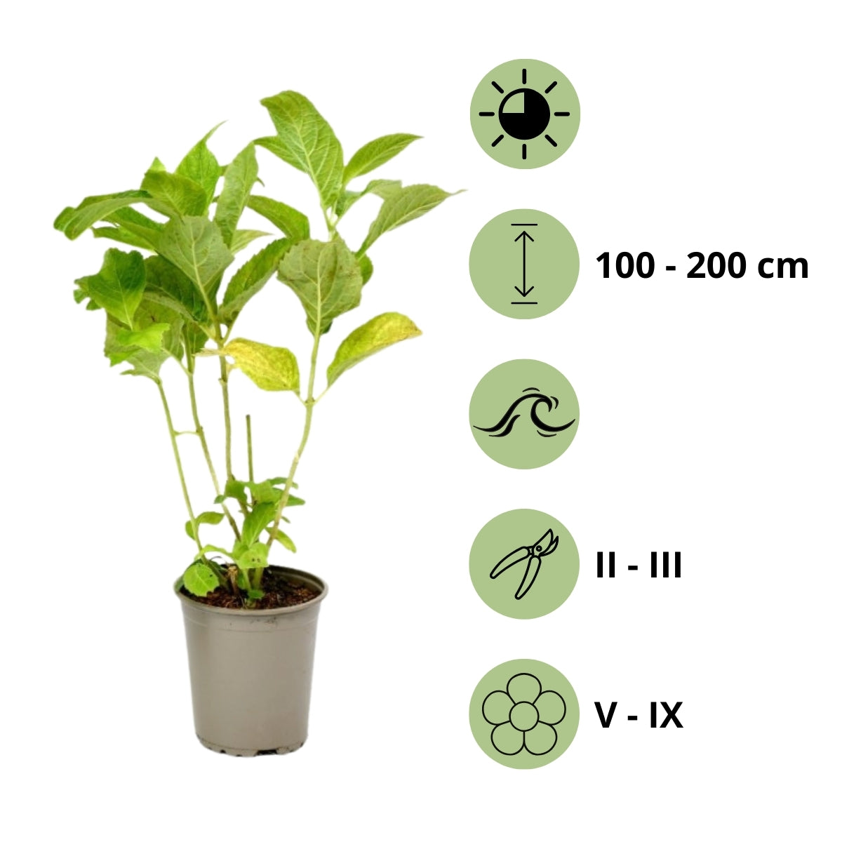 Lot de 3 hortensias blancs - Hydrangea macrophylla