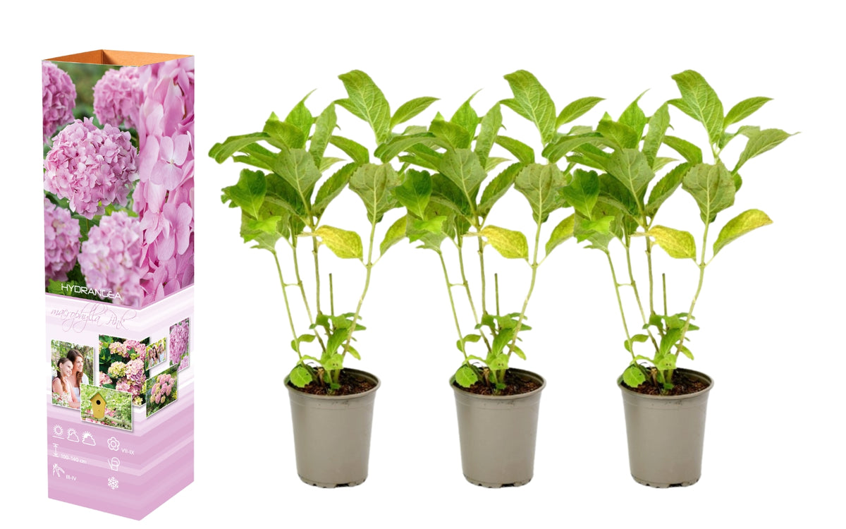 Lot de 3 hortensias roses -  Hydrangea macrophylla