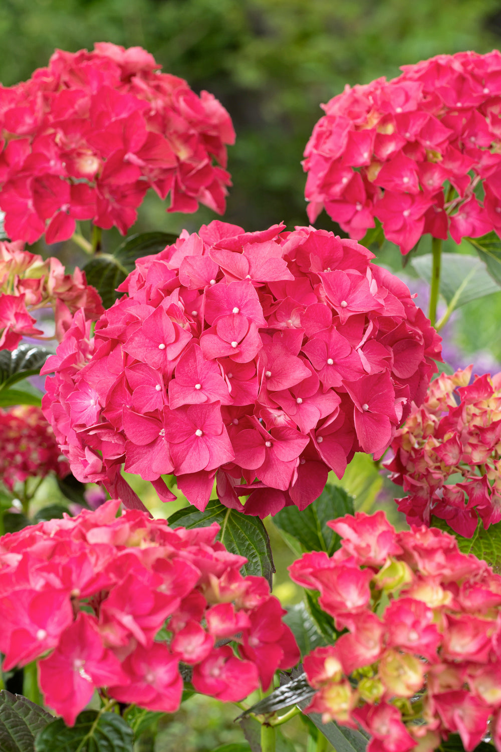 Lot de 6 hortensias rouges - Hydrangea macrophylla