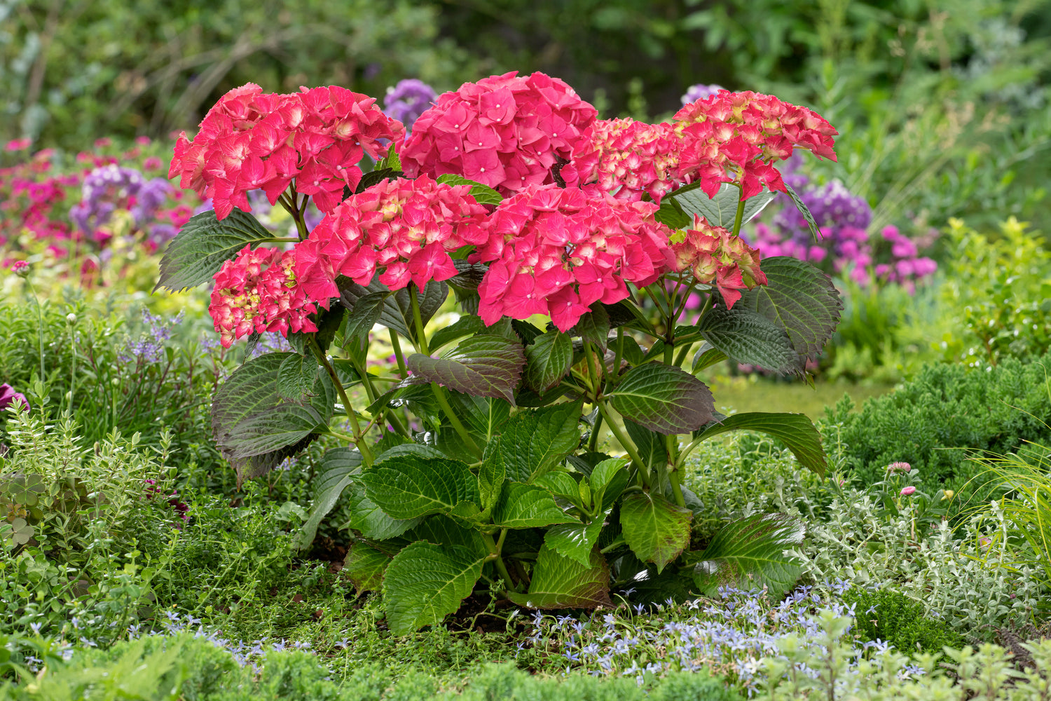 Lot de 6 hortensias rouges - Hydrangea macrophylla