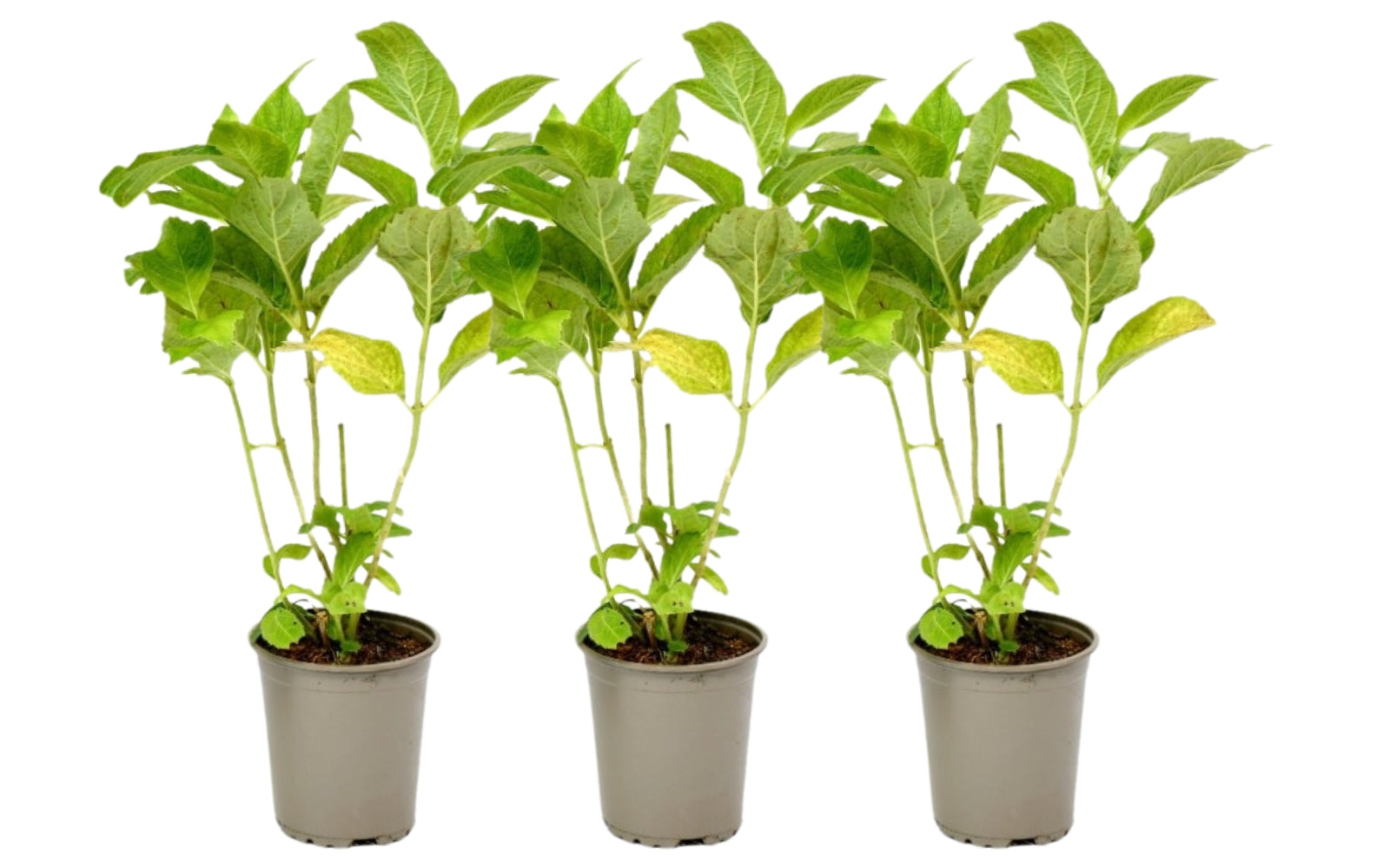 Lot de 3 hortensias rouges - Hydrangea macrophylla