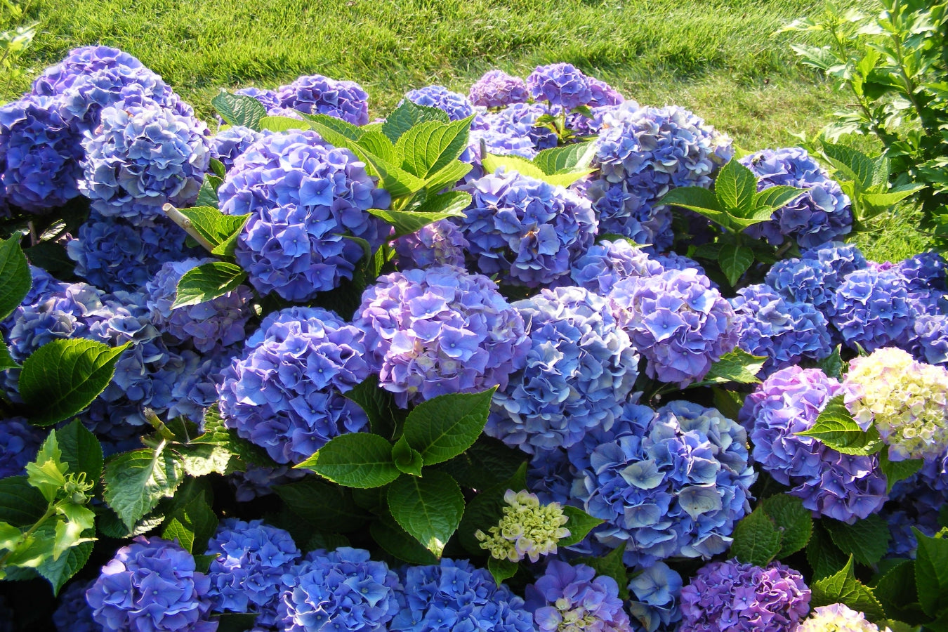 Lot de 4 hortensias de 4 couleurs différentes - Hydrangea macrophylla
