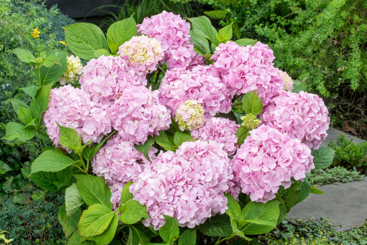 Lot de 4 hortensias de 4 couleurs différentes - Hydrangea macrophylla