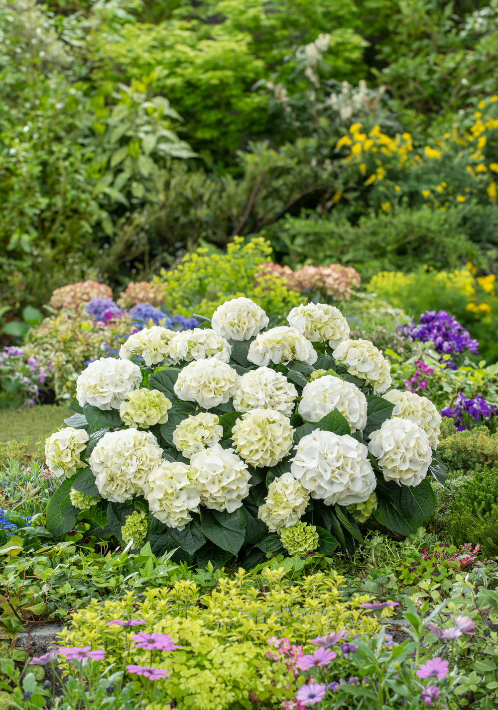 Lot de 4 hortensias de 4 couleurs différentes - Hydrangea macrophylla
