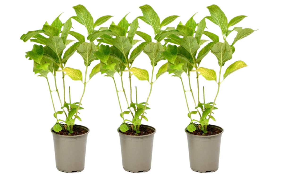 Lot de 3 hortensias blancs - Hydrangea pan. 'Phantom'