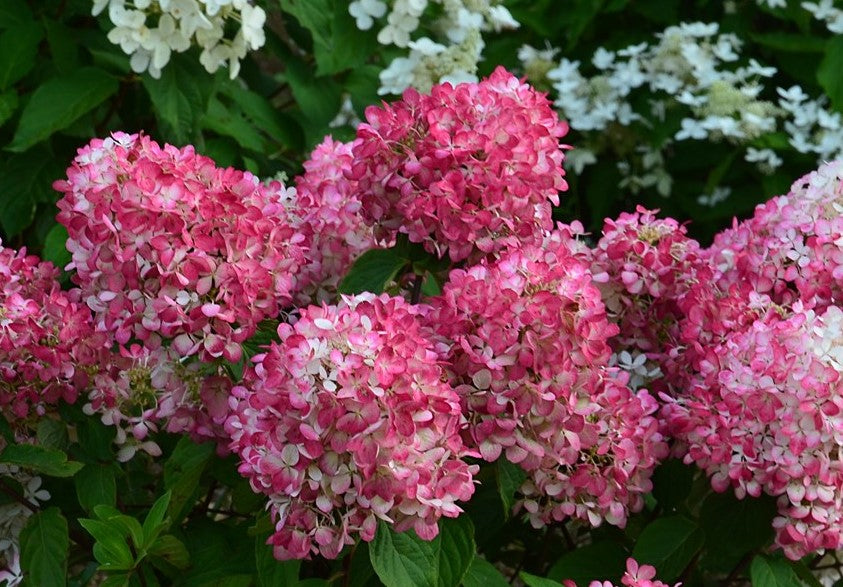 Lot de 3 hortensias roses - Hydrangea pan. 'Diamond'