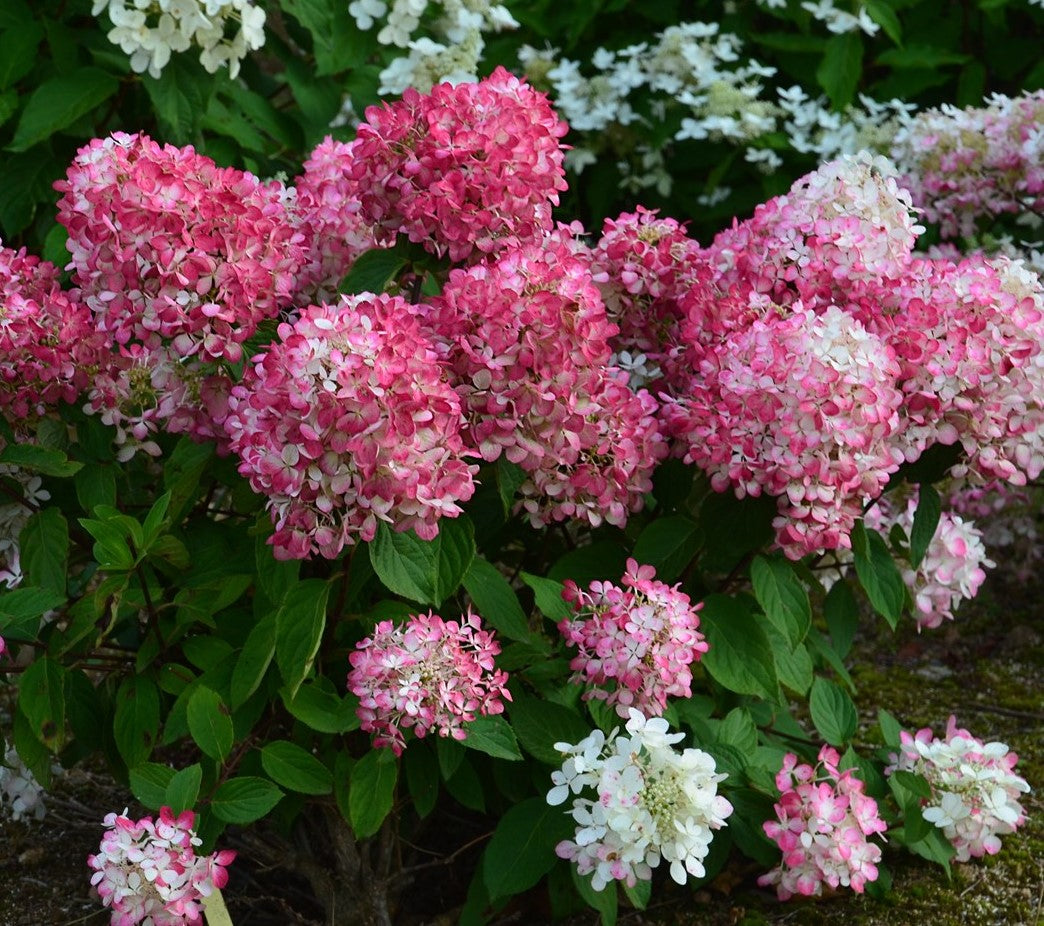 Lot de 6 hortensias roses - Hydrangea pan. 'Diamond'