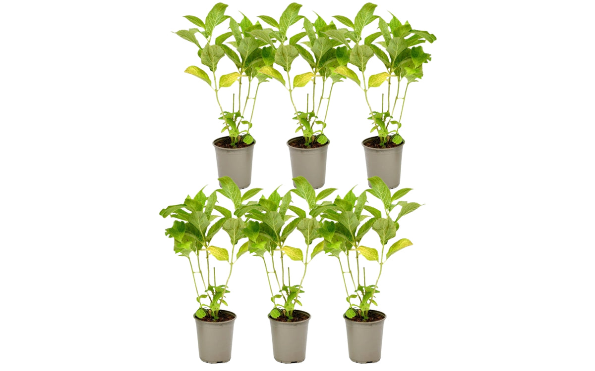 Lot de 6 hortensias roses - Hydrangea pan. 'Diamond'
