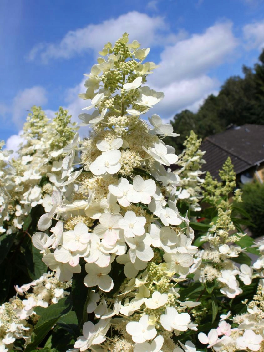 Lot de 6 hortensias paniculés blancs - Hydrangea pan. 'Kyushu'