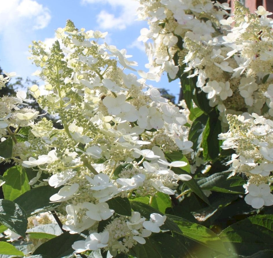 Lot de 6 hortensias paniculés blancs - Hydrangea pan. 'Kyushu'