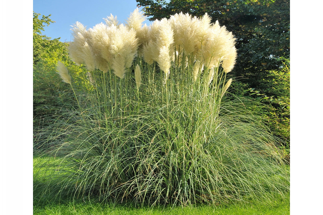 Lot de 8 graminées: 2 Stipa, 2 Pennisetum, 2 Cortaderia blanche, 2 Imperata