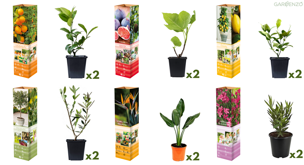 Lot de 12 plantes méditerranéennes : 2 oliviers, 2 figuiers, 2 citronniers, 2 orangers, 2 lauriers roses, 2 oiseaux du paradis - 25-38 cm