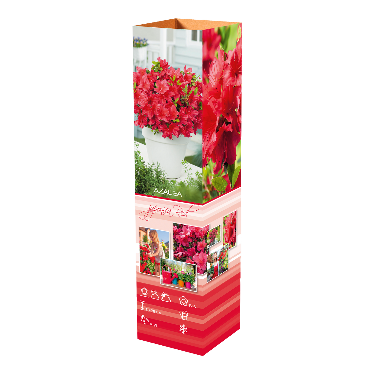 Ensemble de 4 azalées : 1 violette, 1 rouge, 1 rose, 1 blanche - 20-38 cm