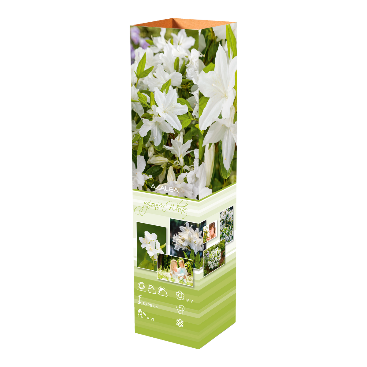 Ensemble de 6 azalées blanches - 20-38 cm