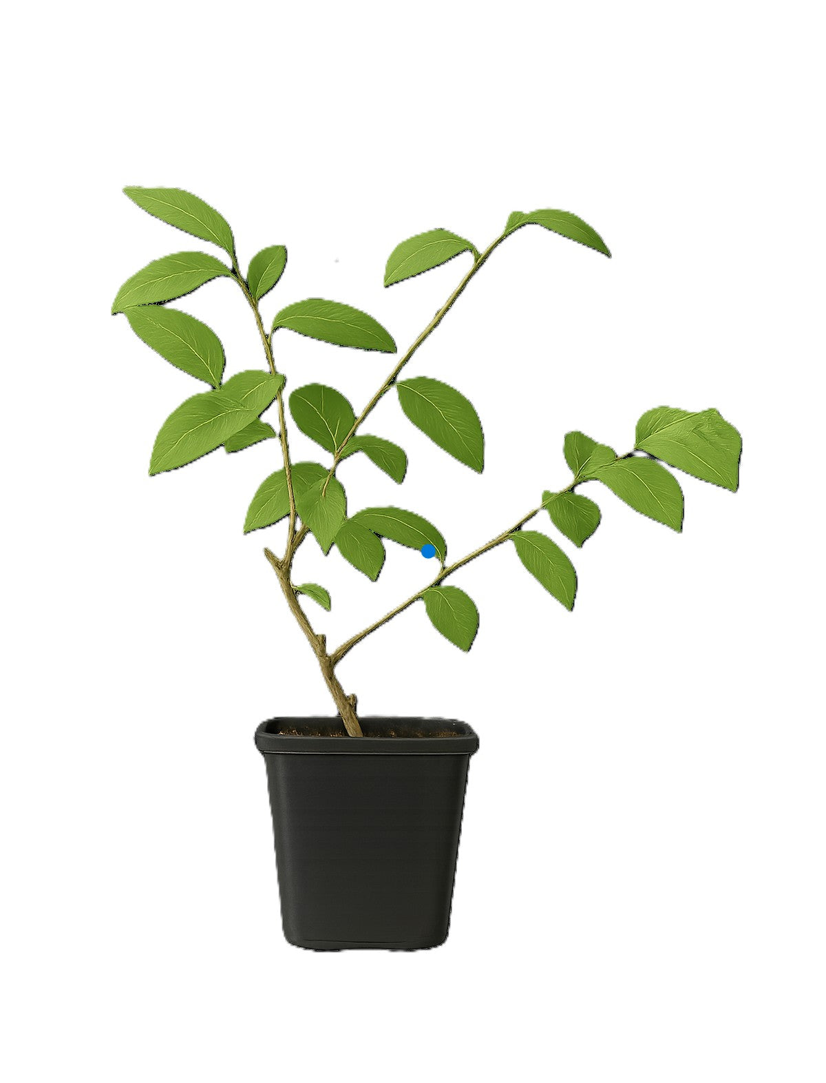 Lot de 4 myrtilliers 30–38 cm