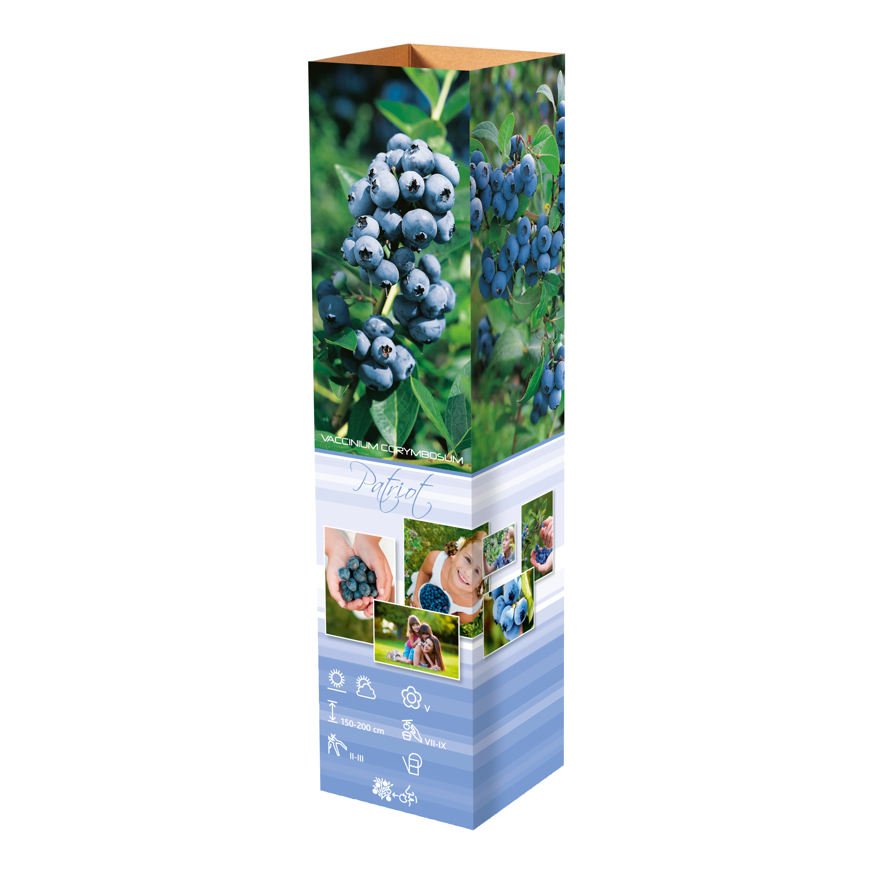 Lot de 8 plantes vitaminées 30–38 cm - 2 baies de Goji, 2 Honeyberry, 2 myrtilles, 2 grenades