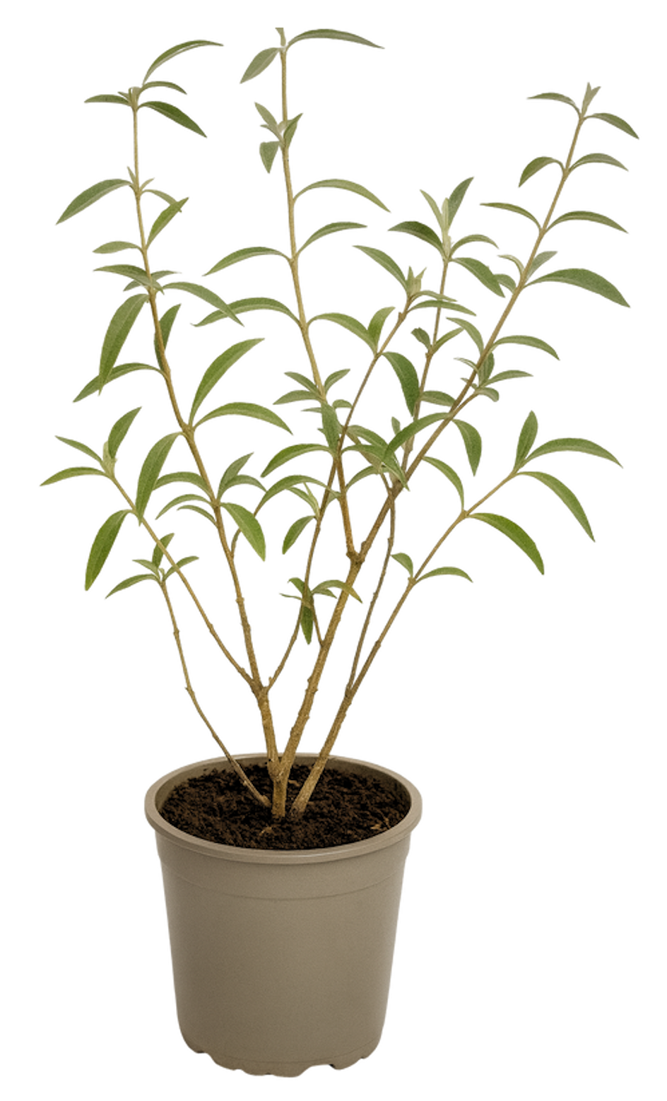 Lot de 3 arbres aux papillons ou lilas d'été (Buddleia de David) à fleurs blanches - 30-38 cm