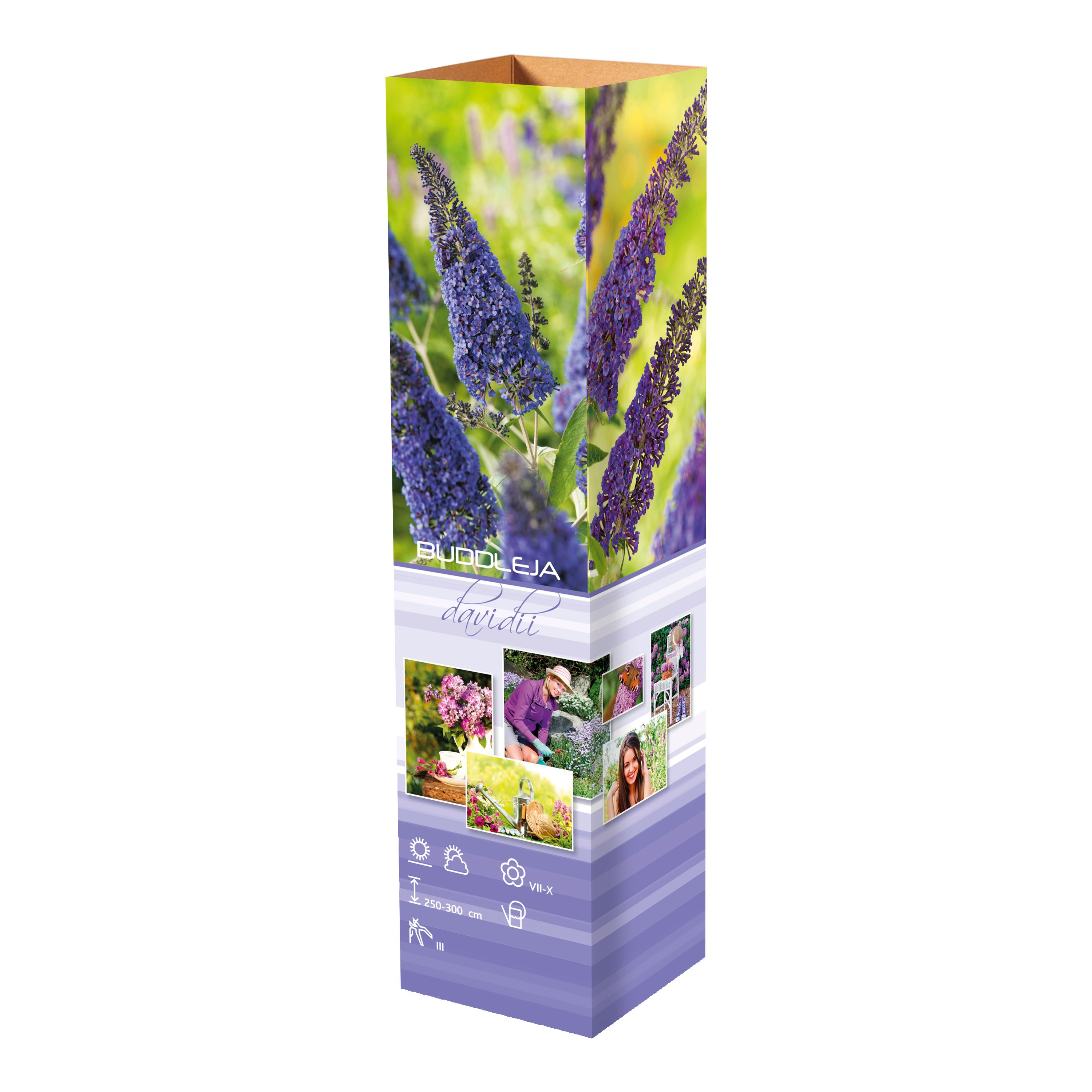Lot de 6 arbres aux papillons ou lilas d'été (Buddleia de David) à fleurs bleues/violettes