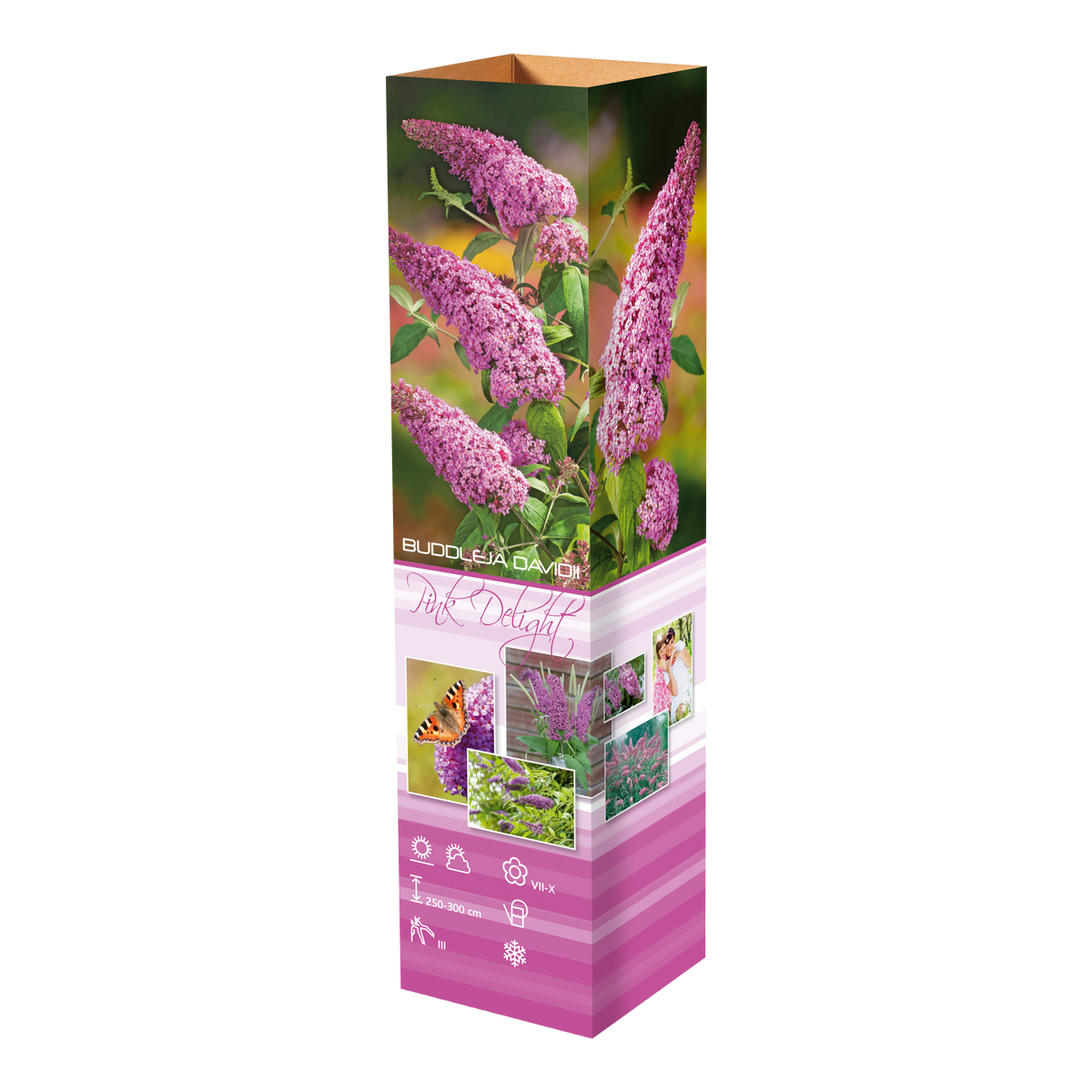 Mélange de 8 arbres aux papillons (Buddleia de David) à fleurs rouges, blanches, roses et violettes - 30-38 cm