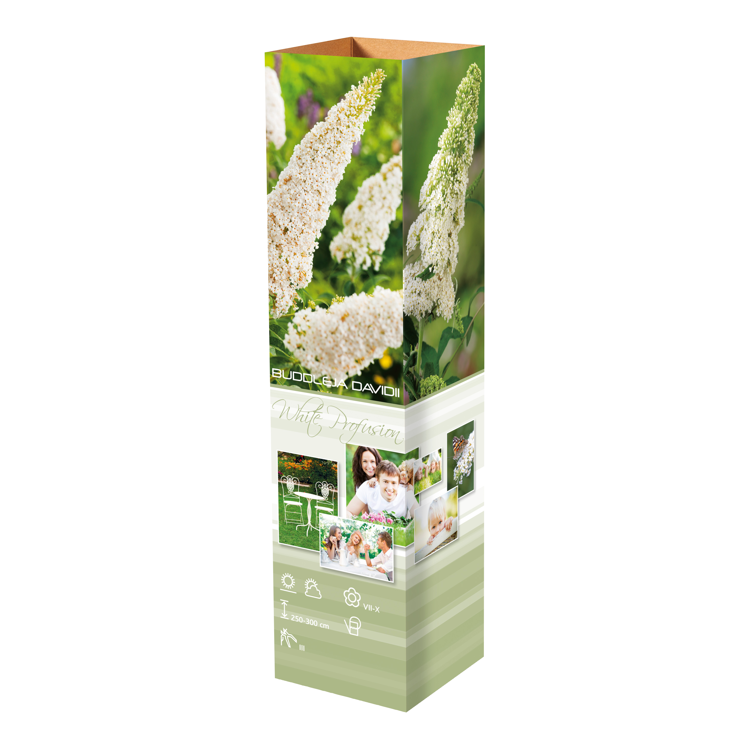 Lot de 3 arbres aux papillons ou lilas d'été (Buddleia de David) à fleurs blanches - 30-38 cm