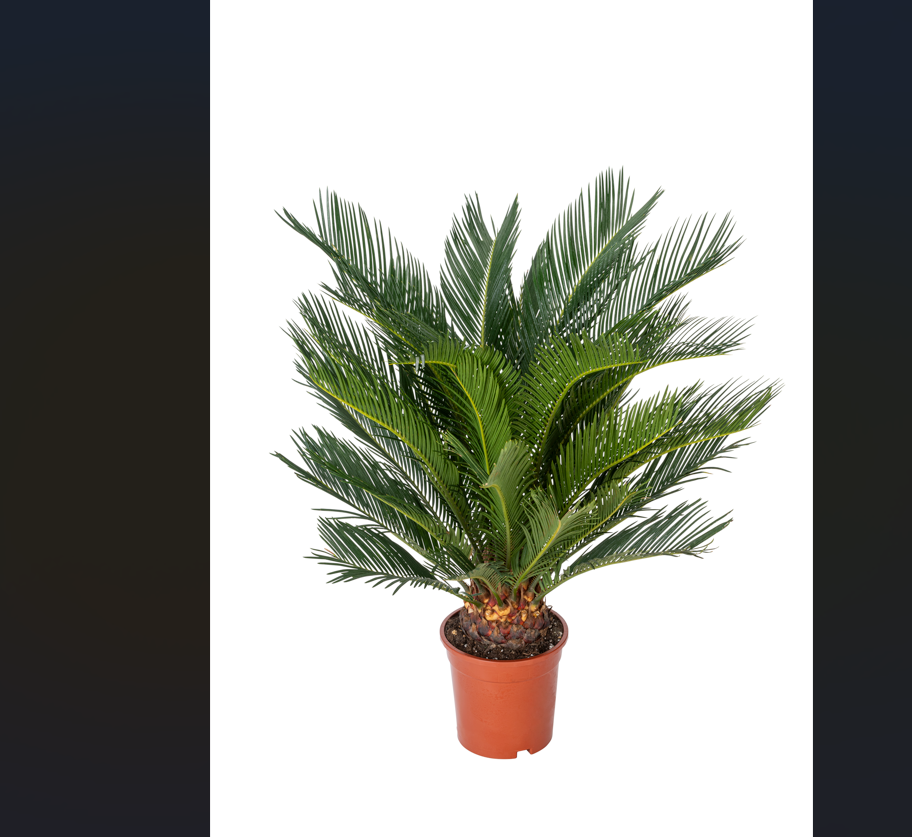 2 palmiers Cycas du Japon - Grands (60-70 cm)
