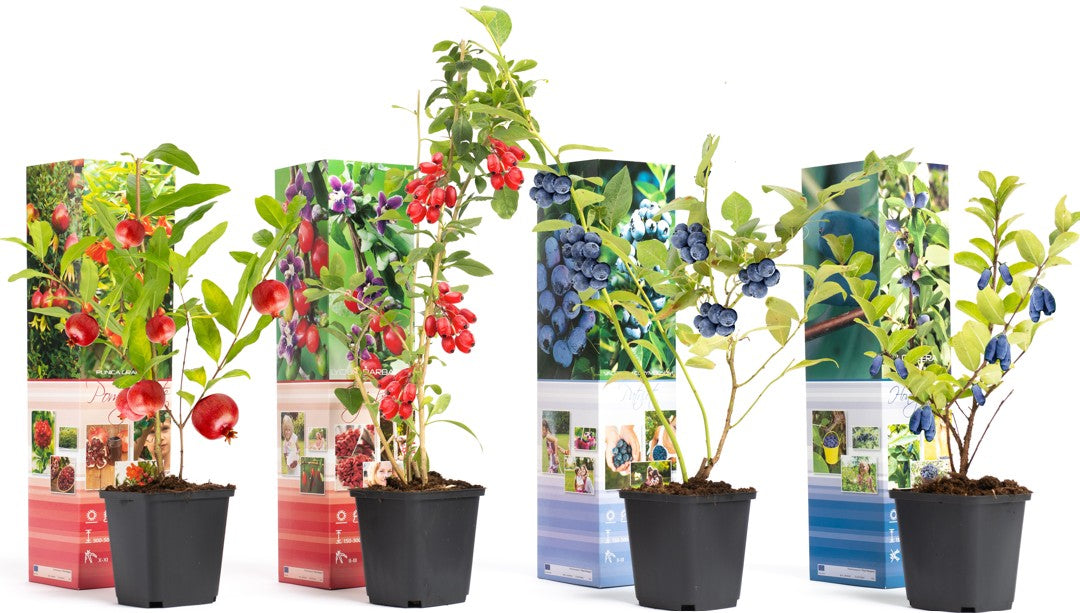 Lot de 8 plantes vitaminées 30–38 cm - 2 baies de Goji, 2 Honeyberry, 2 myrtilles, 2 grenades