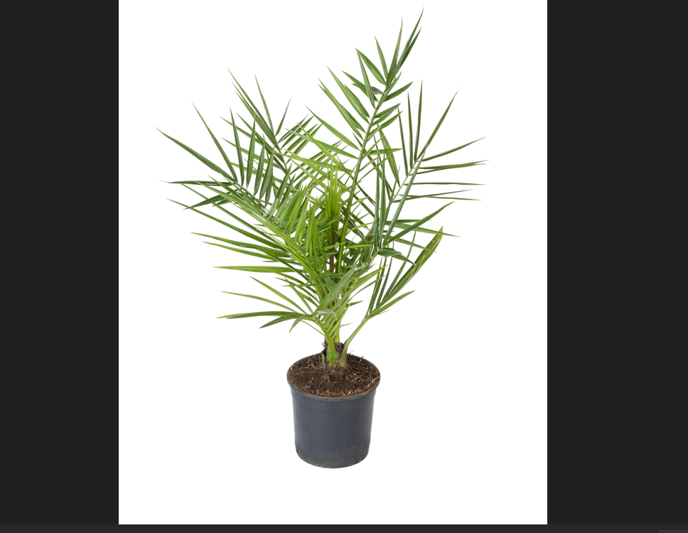 Lot de 4 palmiers variés de taille moyenne - 1 Chamaerops humilis, 1 Phoenix canariensis,  1 Trachycarpus fortunei,  1 Washingtonia robusta (40-70 cm)