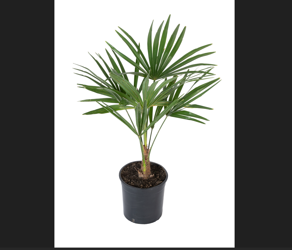Lot de 4 palmiers variés de taille moyenne - 1 Chamaerops humilis, 1 Phoenix canariensis,  1 Trachycarpus fortunei,  1 Washingtonia robusta (40-70 cm)