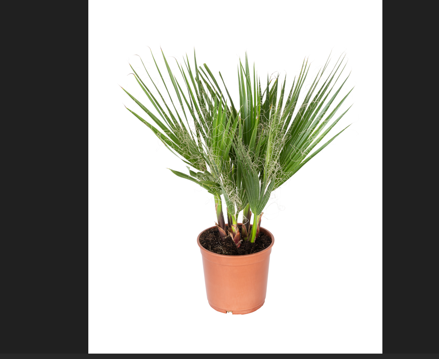 Lot de 4 palmiers variés de taille moyenne - 1 Chamaerops humilis, 1 Phoenix canariensis,  1 Trachycarpus fortunei,  1 Washingtonia robusta (40-70 cm)