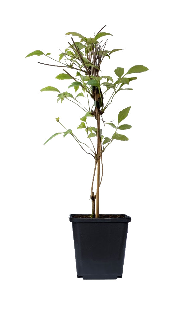 Lot de 3 clématites : 1 blanche, 1 rose et 1 rose claire - 30-38 cm
